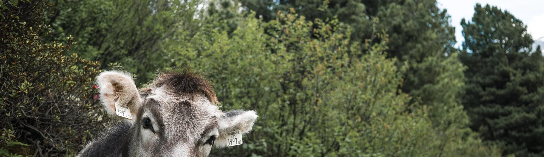 Eine Kuh liegt vor Büschen | © DAV/Marcel Dambon